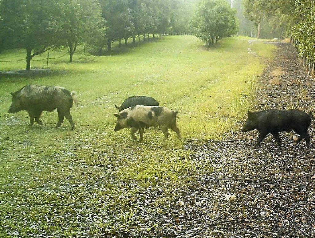 Pigs caught on motion activated cameras enter McConachie’s orchard at Wolvi in July. Pigs caught on motion activated cameras enter McConachie’s orchard at Wolvi in July.